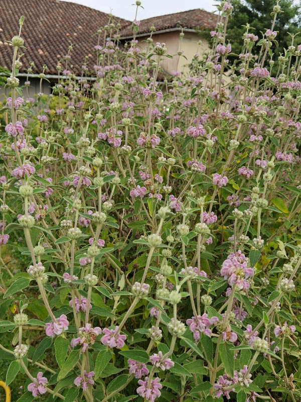 Phlomis purpurea